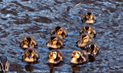 [Ten of the twelve ducklings are in a grouping on the water in multiple rows. Of the three in the front row, two of the ducklings have their heads tilted up and their little bills wide open.]